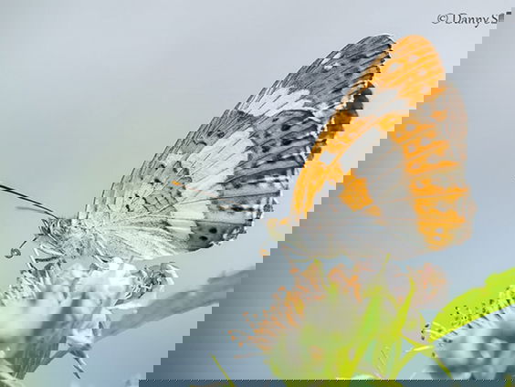 Fenolijn 17 september 2023