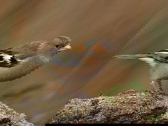 Fenolijn 19 februari 2023