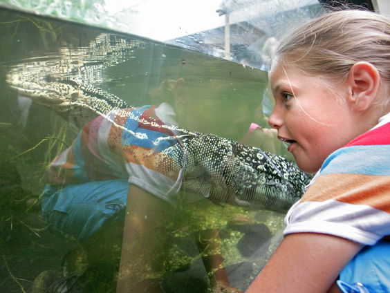 De wereld geregeerd door hagedissen?! Hoogleraar Jan Willem van Prooijen verklaart ontstaan complottheorieën