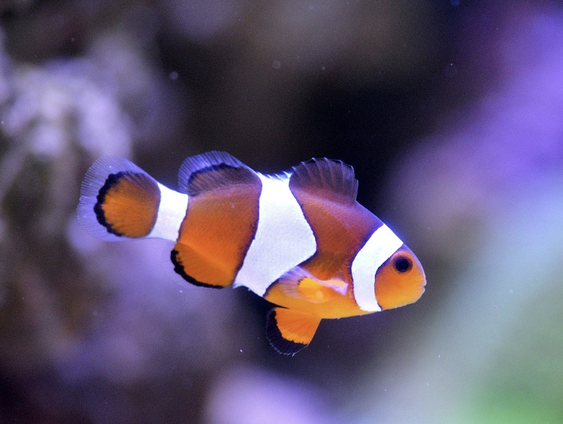 Matyas Bittenbinder over LHBTIQ+ dieren