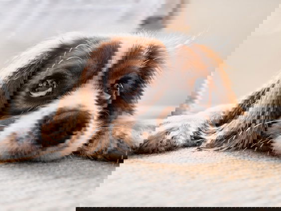 Welke emoties je hond ervaart? Lotte schreef er een boek over!