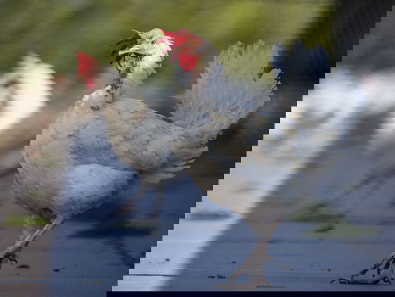 Nouja! Jeroen krijgt Agnetha en Anni-Frid voor z'n verjaardag