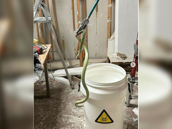 Matyas Bittenbinder over de ontsnapte gifslang in Tilburg