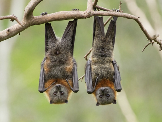 Desiree gaat op vleermuizenjacht met expert Bart Noort