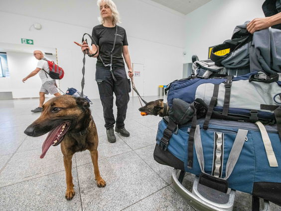 Nederlandse zoekhonden van stichting Signi starten vandaag in aardbevingsgebied Marokko