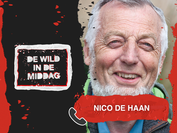 Nico de Haan over de stadsduif: 'Hij ligt onder vuur'