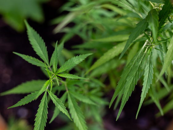 Jesse praat op straat over wiet