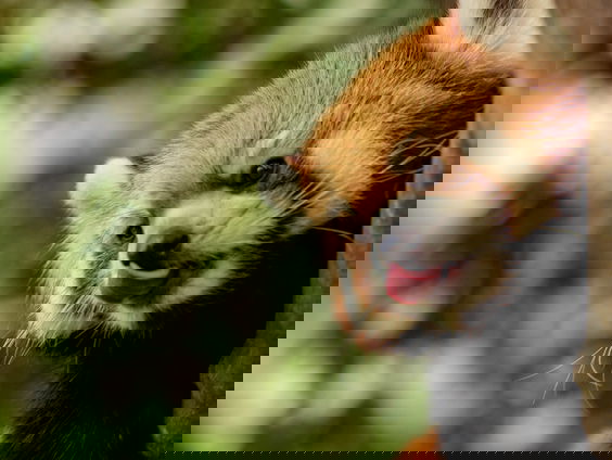 Nederlandse honden vliegen naar Nepal om militairen te helpen met rode panda's