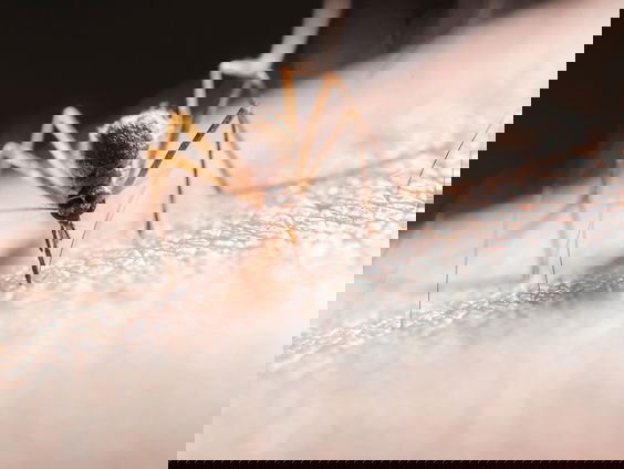 Cis smeert muggenlijkjes uit op de muur - Ik durf het bijna niet te zeggen, maar...