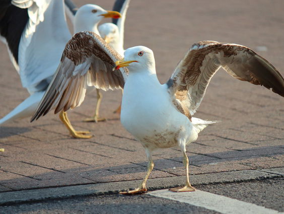 Oeps! Meeuwen nemen Delft over na vergeten vergunning voor roofvogel