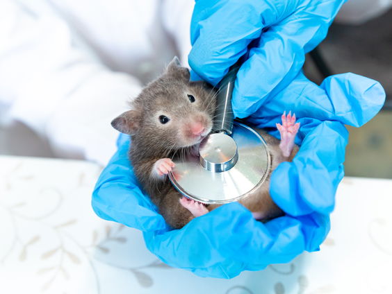 Twee muizenmannetjes hebben samen een kind gekregen, vertelt huisbioloog Matyas Bittenbinder