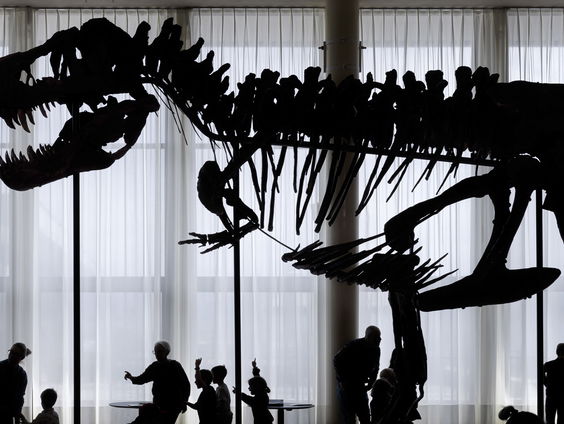 Gijs Rademaker over T.rex die vandaag geveild wordt: "Eerste keer in Europa"