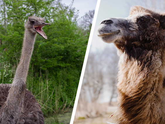 Voorspellende struisvogel van Jan-Willem Start Op! krijgt opvolger?!