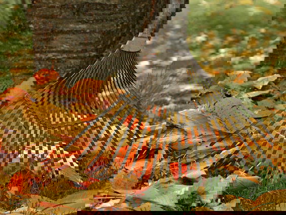 Waarom liggen er al zoveel herfstbladeren? Bomen-expert Ronald Loch legt uit!