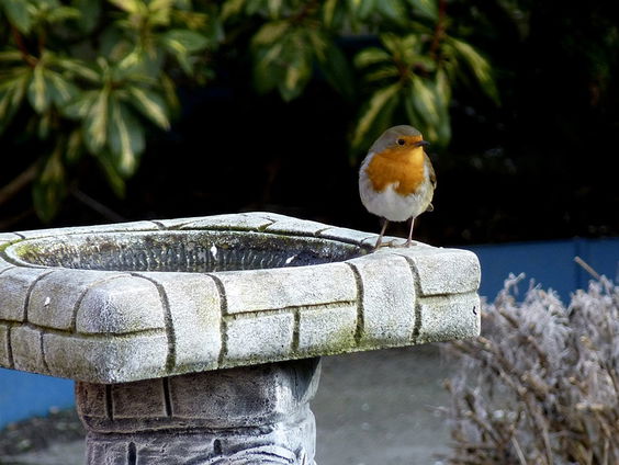 Nootoproep van boswachter Frans: "Haal de pinda's weg!"