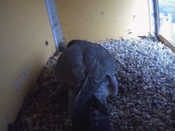 Gokje voor een mokje: wanneer komt ei Groningse slechtvalk uit?