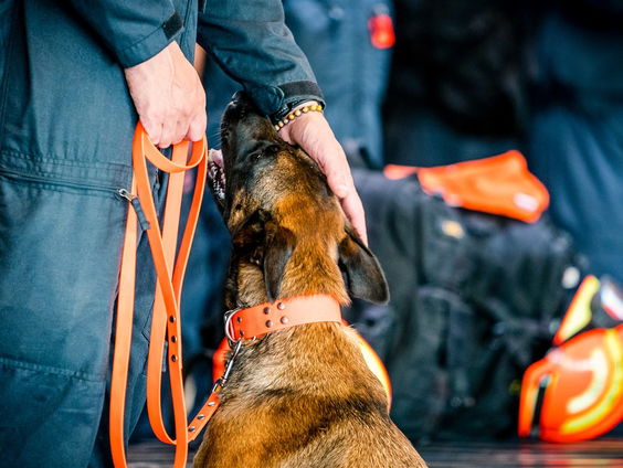 National Commander USAR Arjen Littooij: 'In een aantal gevallen brengt de hond nog eten en drinken'