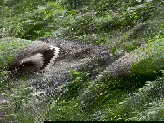 WILDGROEI dassenlied