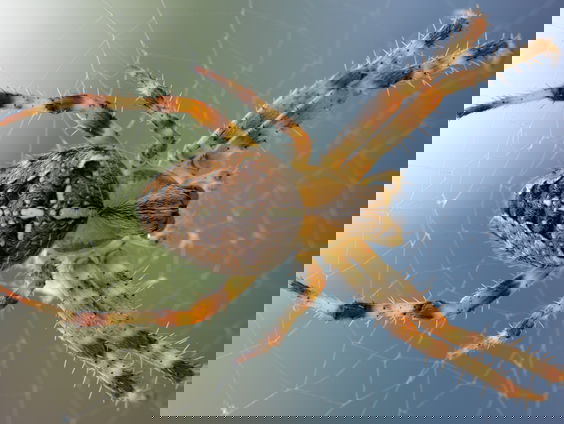 De valse wolfspin rukt op: moeten we ons zorgen maken?