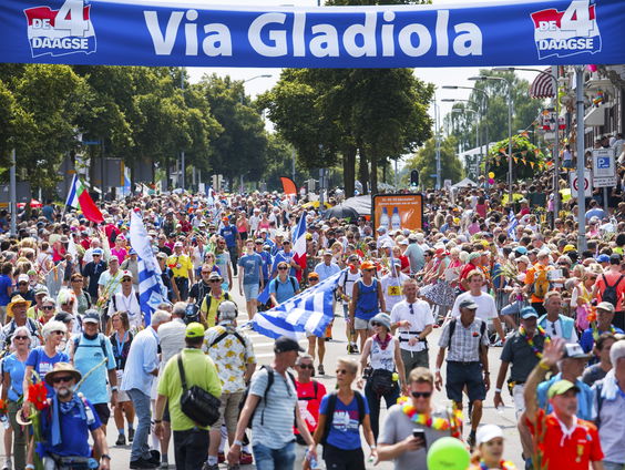 Kweker Theo is druk gladiolen aan het plukken voor de Vierdaagse: "250.000 stuks"