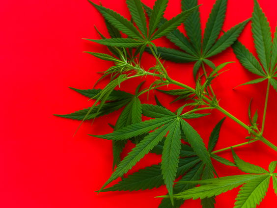 Aantal hobby-kwekers van wiet zijn toegenomen door lockdowns