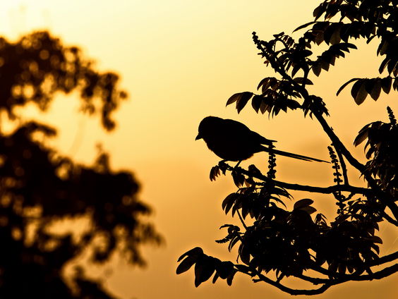 Mátyás Bittenbinder vertelt waarom de vogels zo vroeg fluiten