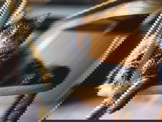 Wist je dat poezen met hun oortjes dingen aanwijzen? Onderzoeker Marjo van Koppen legt uit!