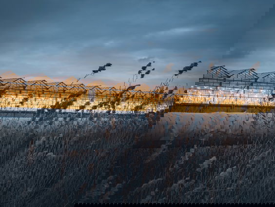 Freek Wesstein organiseert safaritour door Westlandse kassen