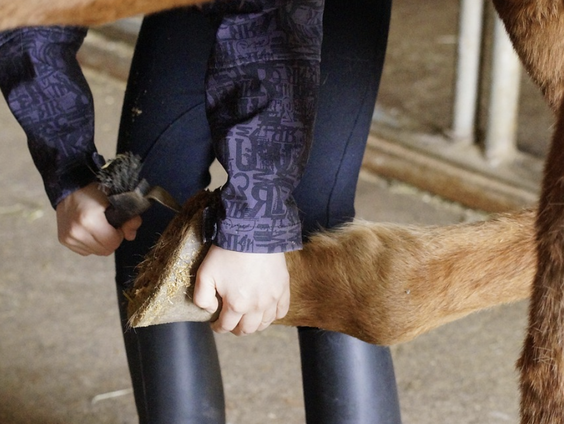Het Oor Wil Ook Wat: "Ik kijk graag filmpjes van hoeven van paarden en koeien"