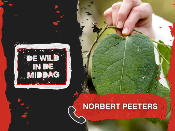 Norbert Peeters over de de Japanse Duizendknoop, 'plant des doods'