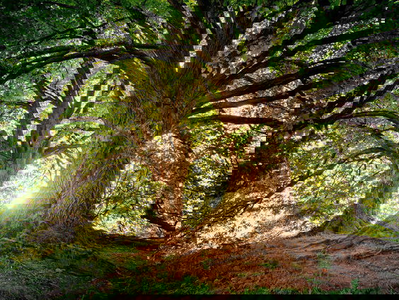 Natuurnieuws met bioloog Matyas Bittenbinder