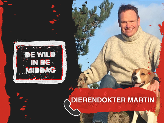 Provincie Friesland schiet honderden zwerfkatten per jaar af!