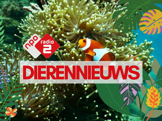 Het is tijd voor .... Dierennieuws!