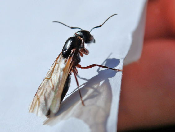 Last van vliegende mieren? Luisteraar Marco weet raad!