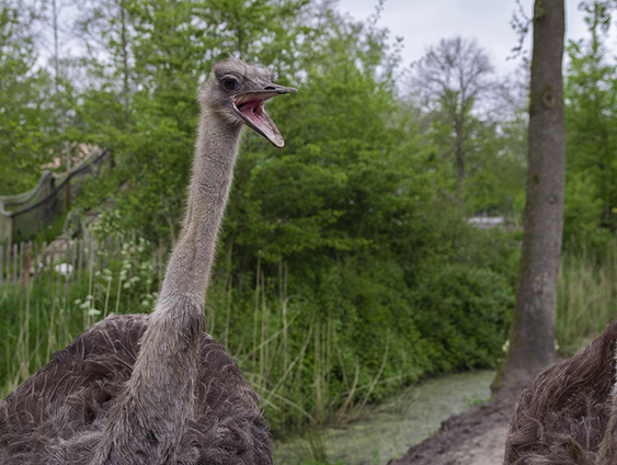 Vrijdag hoor je Jan-Willem Start Op live vanuit de dierentuin van struisvogels Patty en Henny