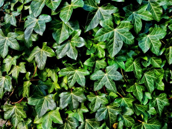 Student Niels vond nepboom uit om de verwarming van binnensteden tegen te gaan