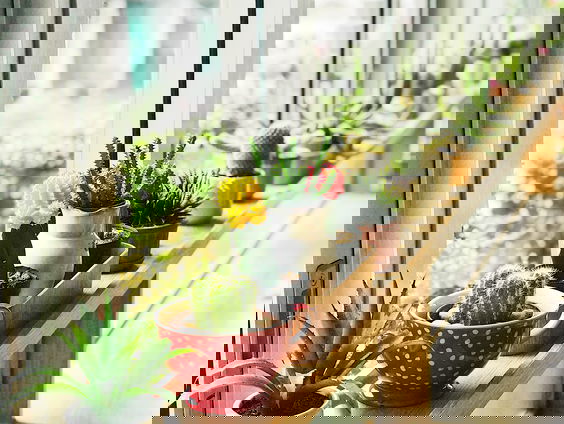 De moestuinman geeft plantentips voor het warme weer