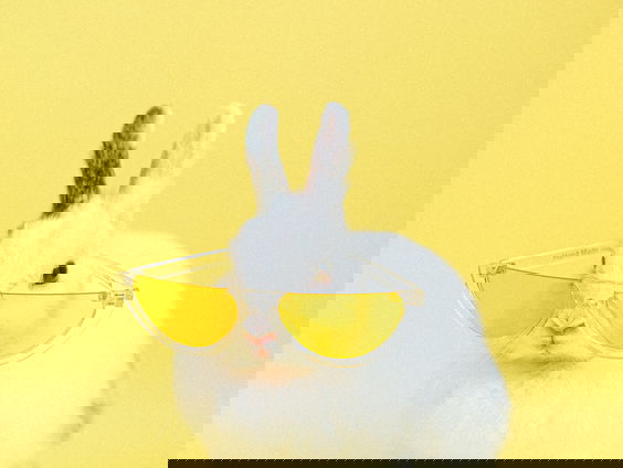 Het is Wereld Zwerf dierendag!