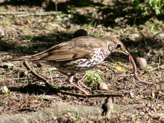 Eerste nationale wormentelling groot succes: 'Hele land deed mee'