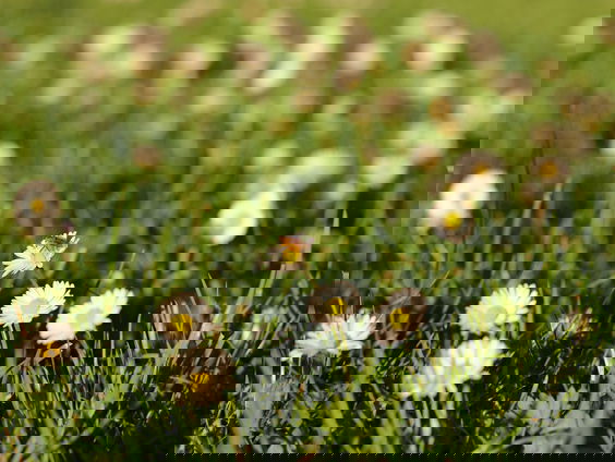 Lekkere Track: Christopher Simpson - Fantasieën voor gamba's