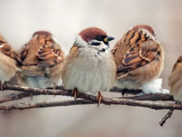 Gedicht: Het wapen van de mus, van Bernlef
