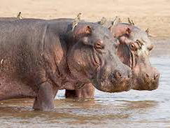 De dromenvanger, nr .46: "Nijlpaarden"