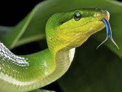 De dromenvanger, nr. 69: "Groen-gemarmerde slang"