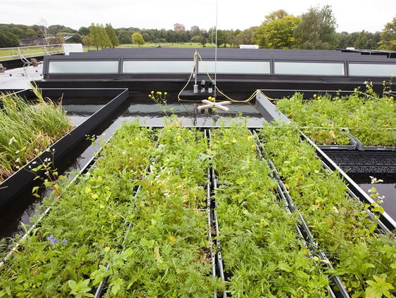 Menselijke Maat: 'Groene daken in Groningen'