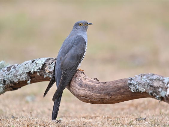 De Jaargetijden: koekoeksvogel