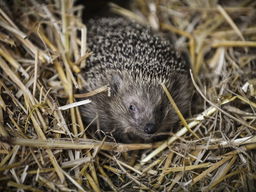 De Jaargetijden: winterslaap