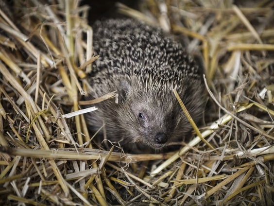 De Jaargetijden: winterslaap