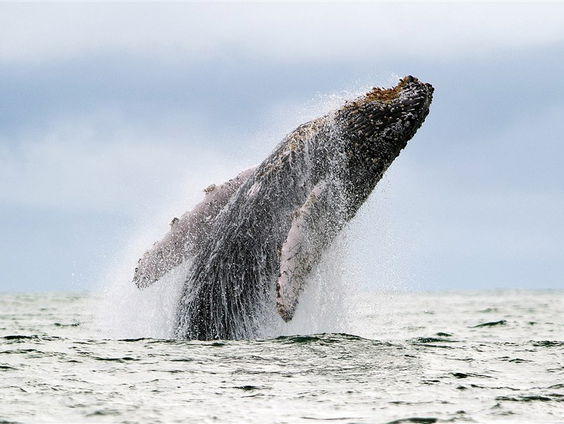WNF: walvissen nog altijd bedreigd