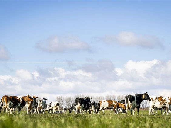 Menselijke Maat: burgerboerderij 'De Patrijs' begint met duurzame landbouw