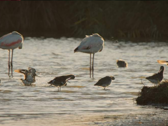 Documentaire 'Vogels kun je niet melken' gaat in première